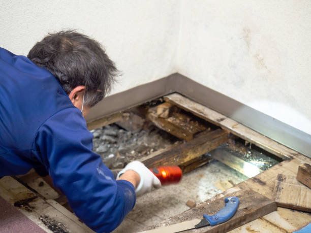 Best Insurance-Related Mold Remediation in Dixon, CA
