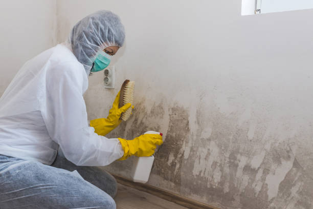 Best Commercial Mold Remediation in Dixon, CA