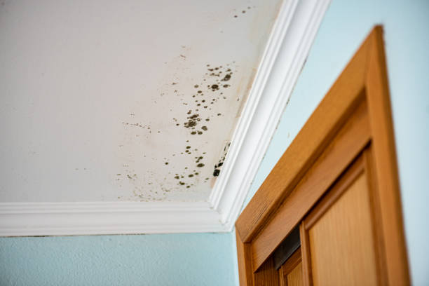 Best Black Mold Remediation in Dixon, CA