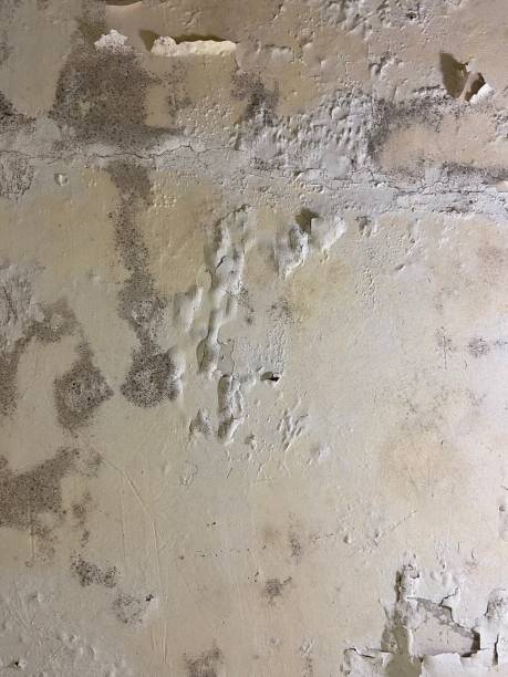 Best Attic Mold Remediation in Dixon, CA