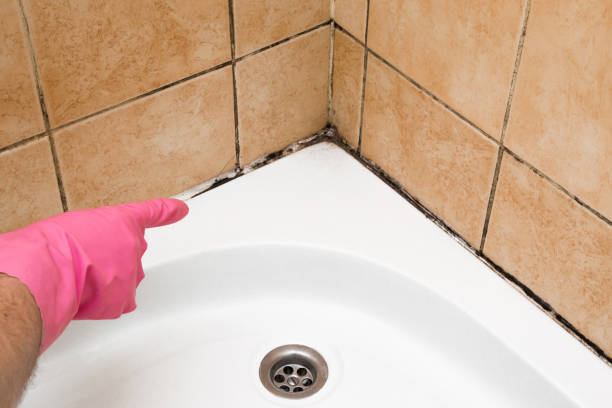 Best Residential Mold Remediation in Dixon, CA